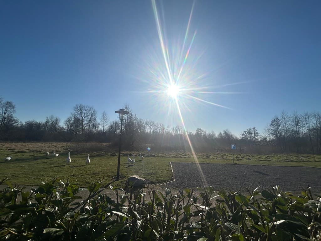 Uitzicht op een zonnige tuin met gras en enkele zwanen, omringd door bomen en een parkeerplek op de achtergrond