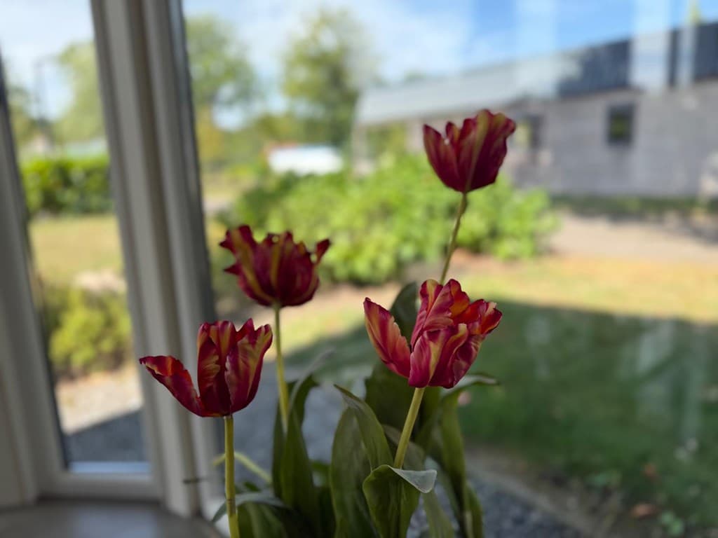 Rode tulpen staan in een venster met uitzicht op een groene tuin en een gebouw op de achtergrond