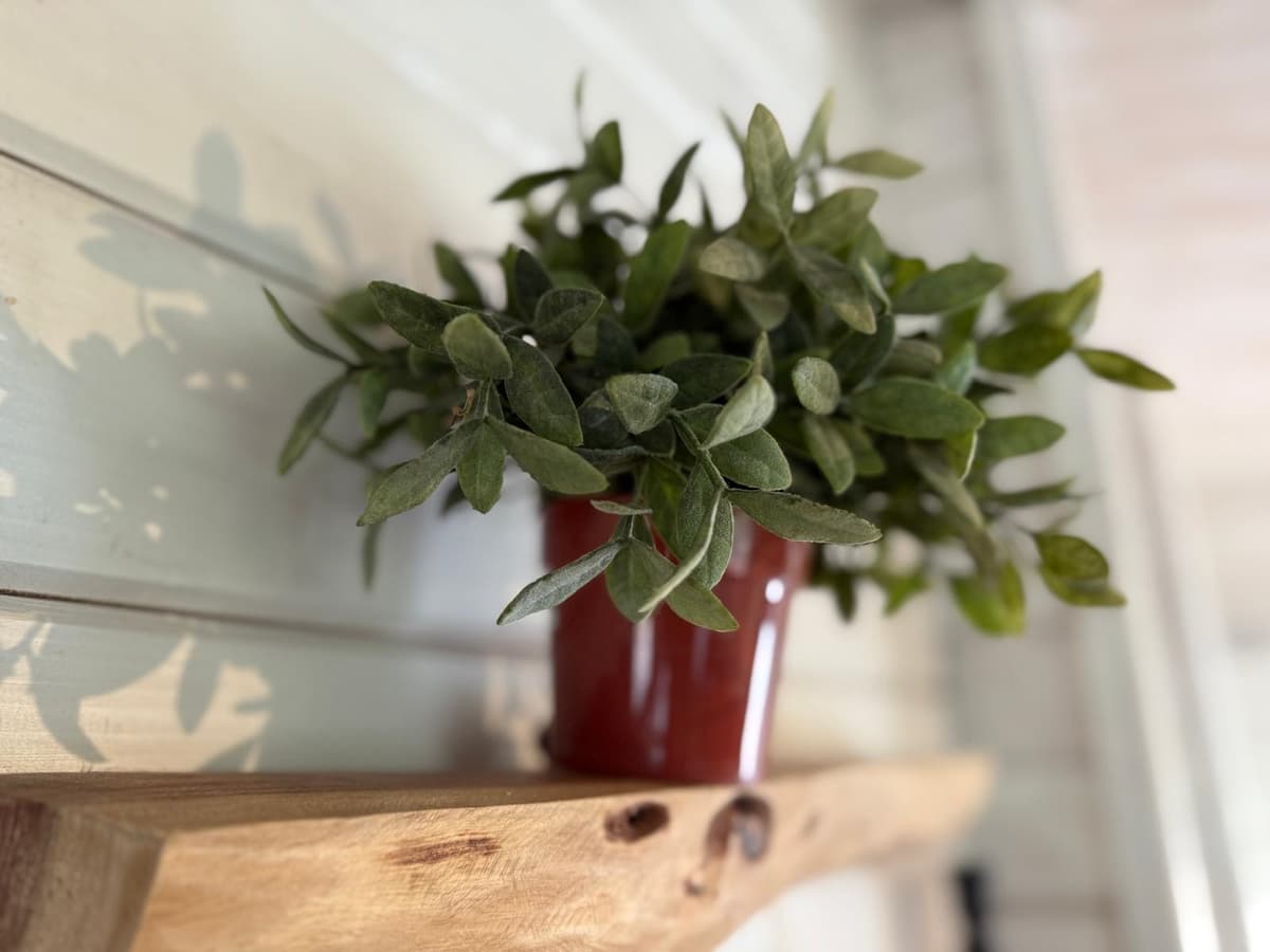 Groene plant in een rode pot op een houten plank aan de wand