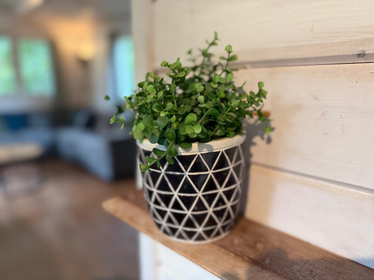 Plant in een decoratieve pot op een houten plank, met een zicht op een woonkamer met een bank en ramen op de achtergrond