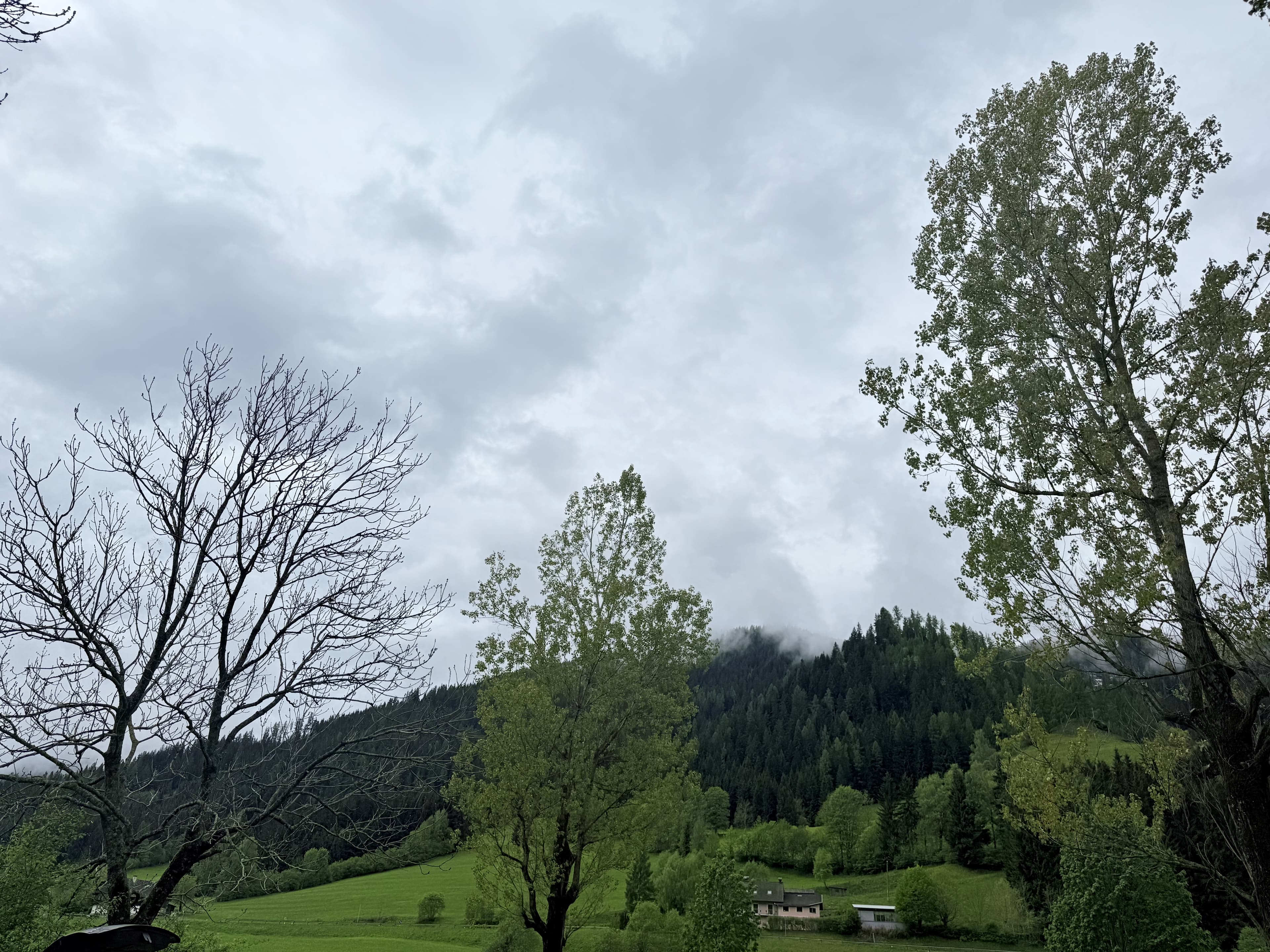 Uitzicht op groene heuvels en bossen onder een bewolkte lucht met enkele bomen in de voorgrond