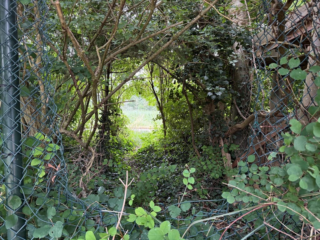 Groene doorgang tussen bomen en struiken met een zicht op een open veld verderop