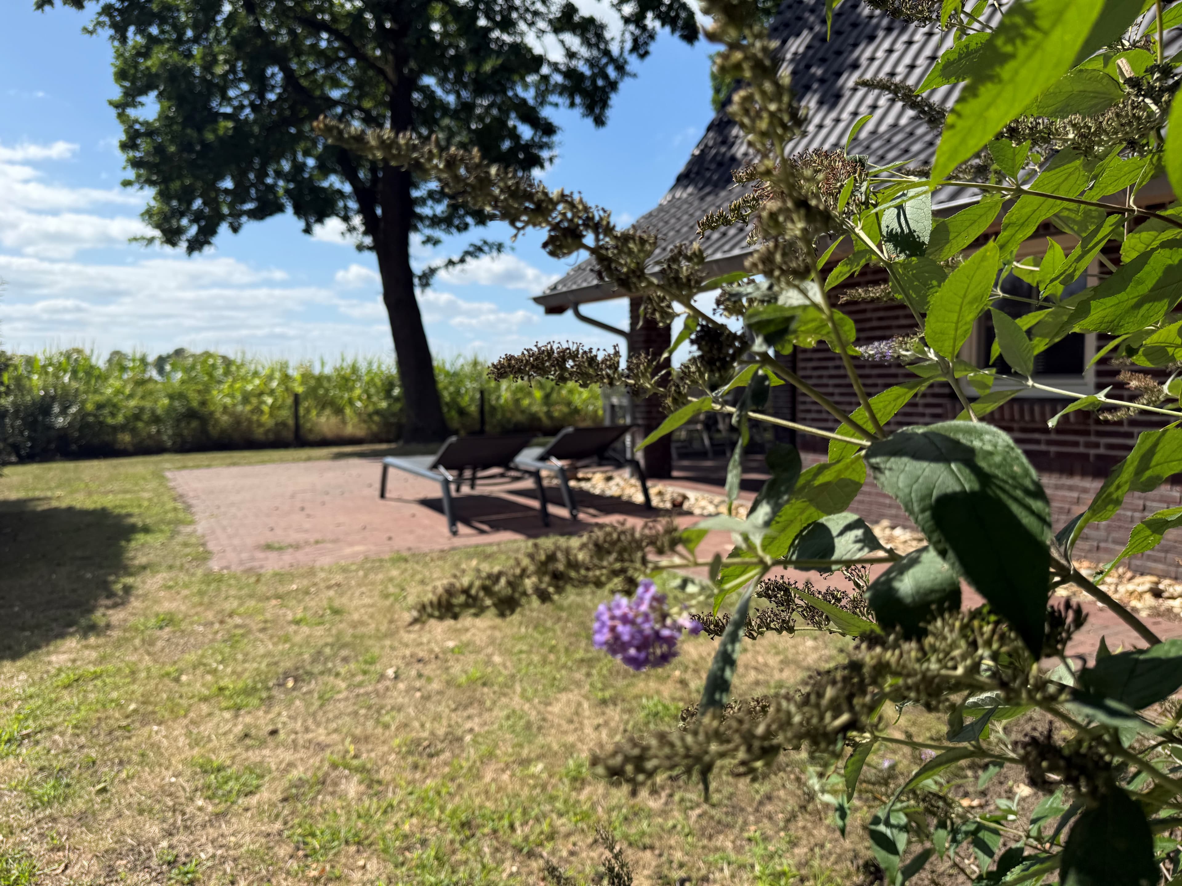 Aanzicht van de recreatiewoning met een terras en ligstoelen, omgeven door groen en een open veld op de achtergrond