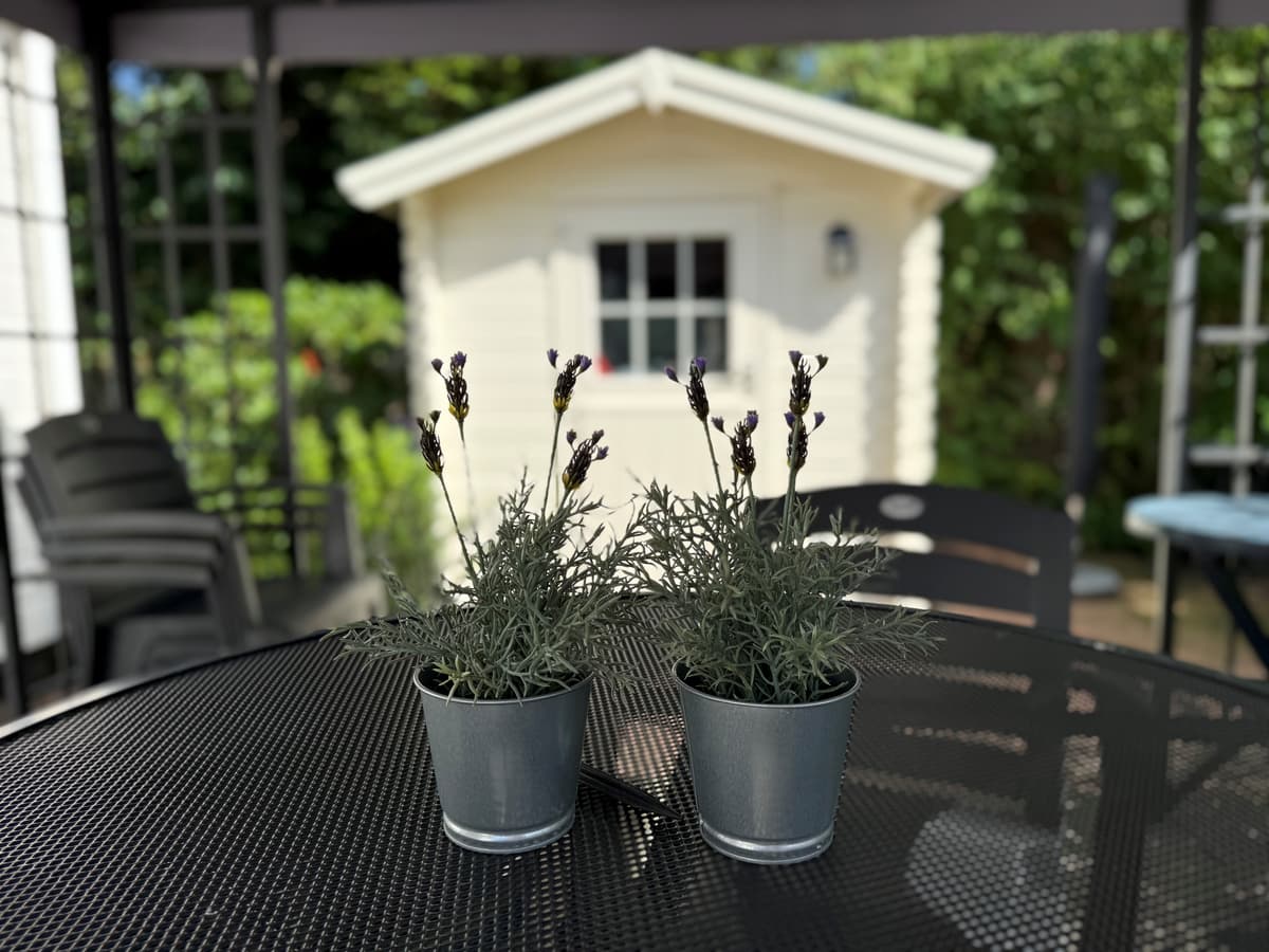 Twee bloempotten met lavendel staan op een zwart tafelblad, met een houten schuur op de achtergrond en groene begroeiing.