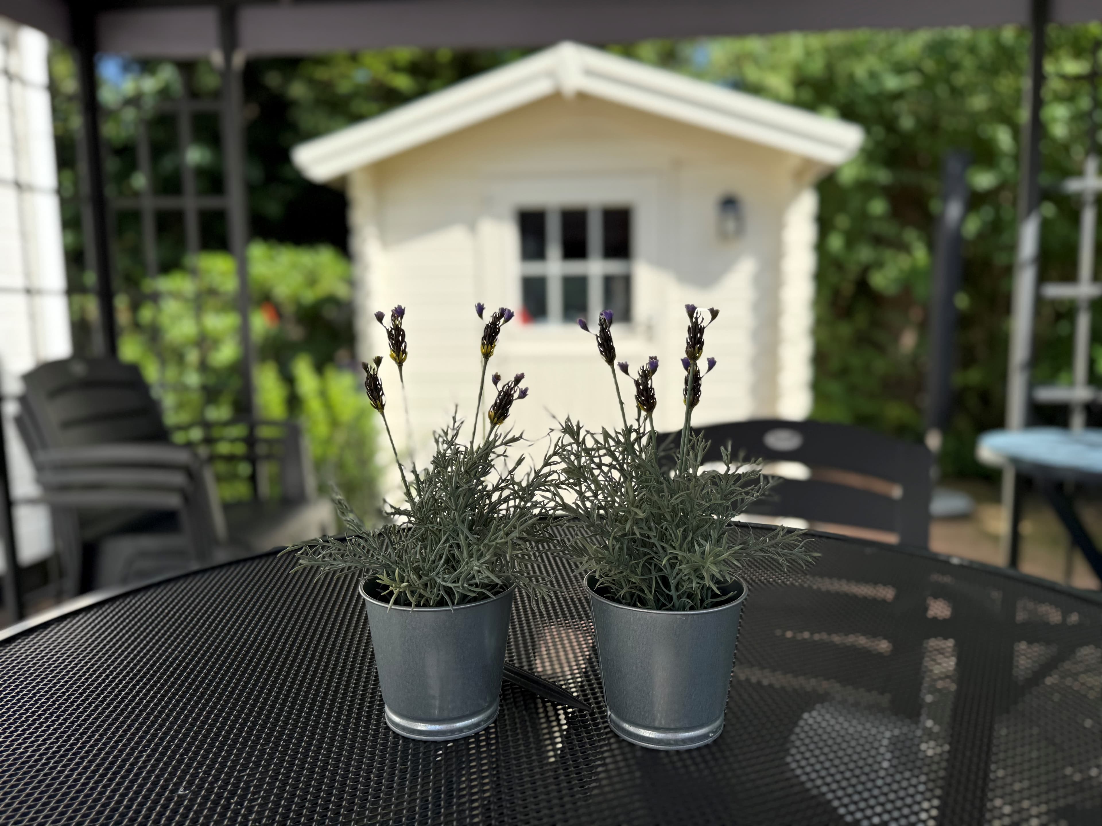 Twee bloempotten met lavendel staan op een zwart tafelblad, met een houten schuur op de achtergrond en groene begroeiing.