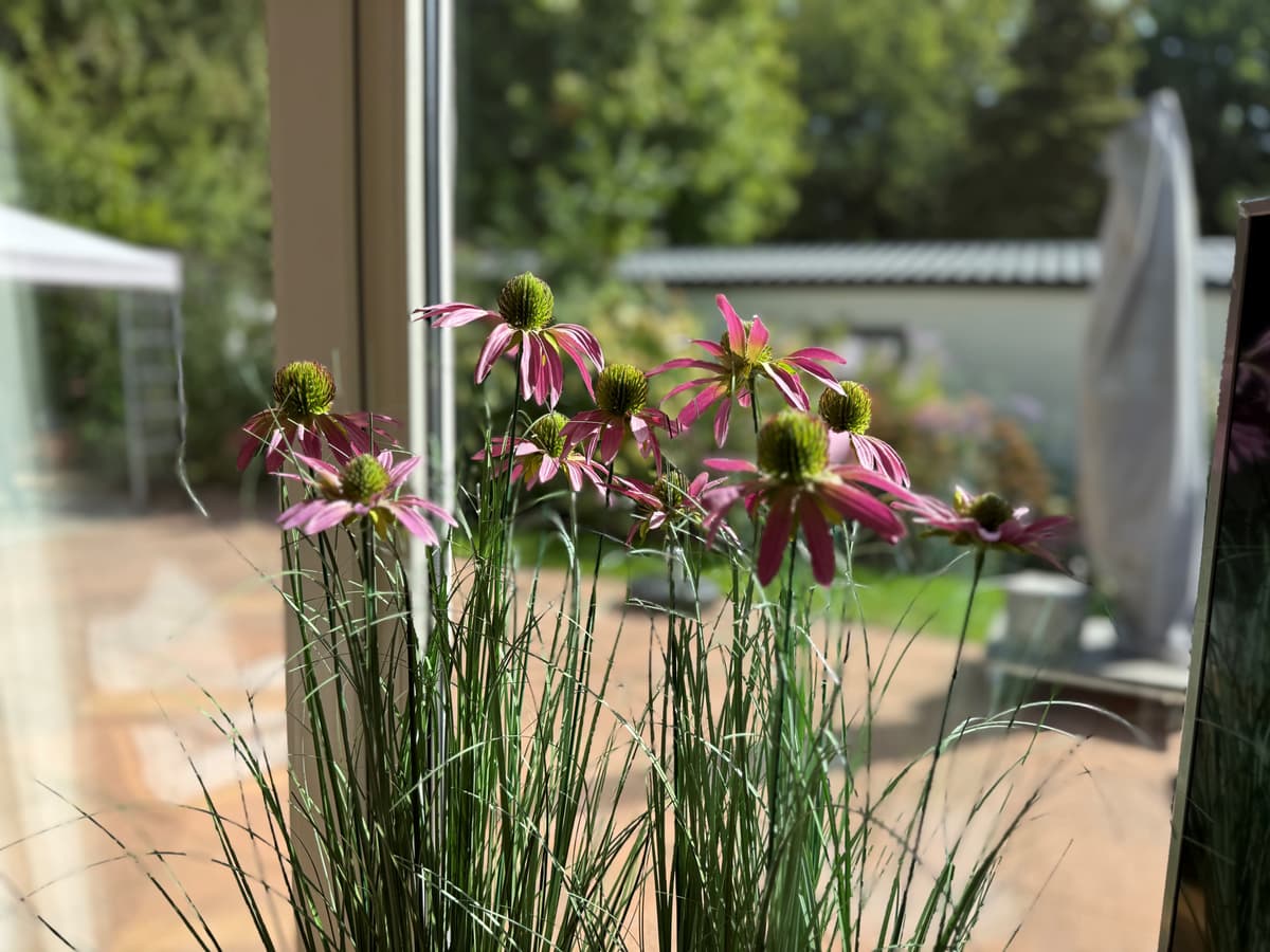 Bloeiende paarse bloemen met groene stelen, zichtbaar vanuit een binnenruimte met uitzicht op een tuin en een buitenlucht.