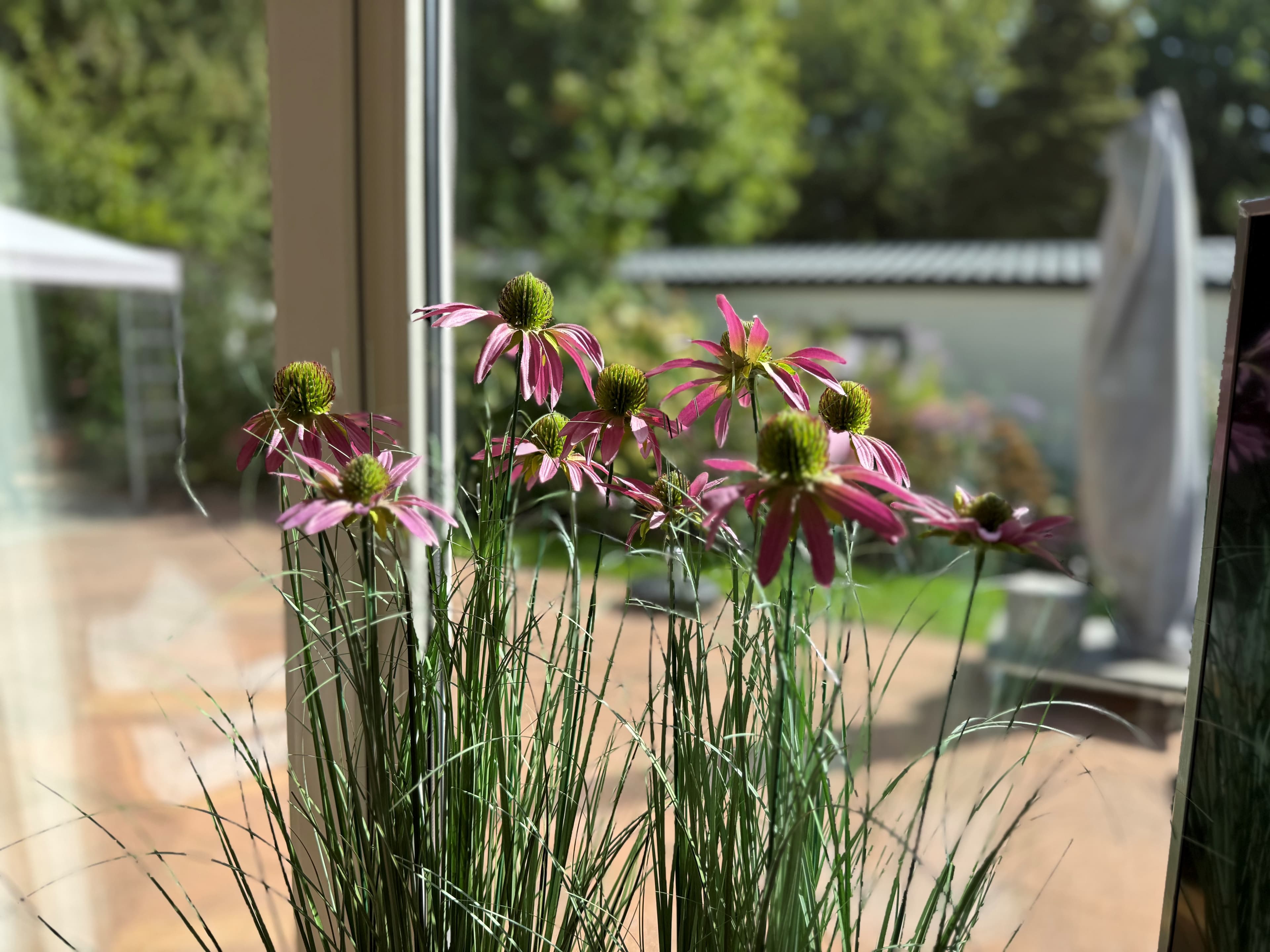 Bloeiende paarse bloemen met groene stelen, zichtbaar vanuit een binnenruimte met uitzicht op een tuin en een buitenlucht.