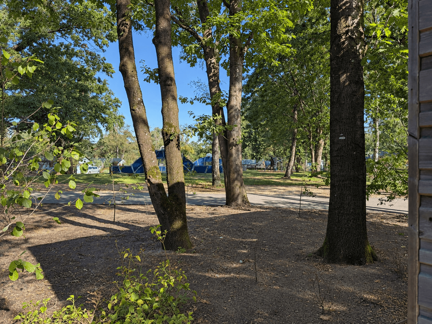 Uitzicht op een bosrijk terrein met grote bomen en een zandpad, met enkele recreatiewoningen en groene begroeiing.