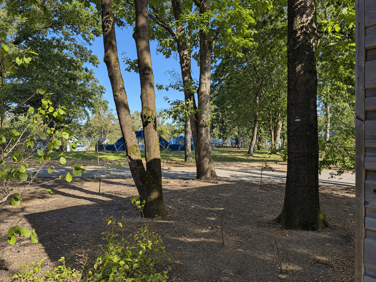 Uitzicht op een bosrijk terrein met grote bomen en een zandpad, met enkele recreatiewoningen en groene begroeiing.