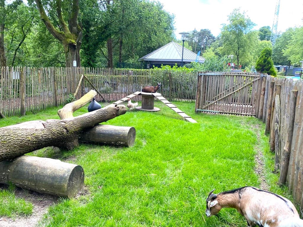 Weides met struiken en een hek, met een paar aandachtige dieren zoals een geit en enkele grote takken.