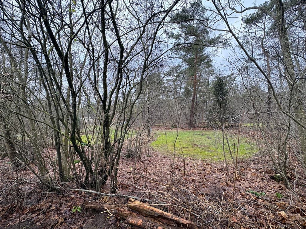 Buitenterrein met bomen en kreupelhout, gedeeltelijk grasveld zichtbaar tussen de bladeren en takken.