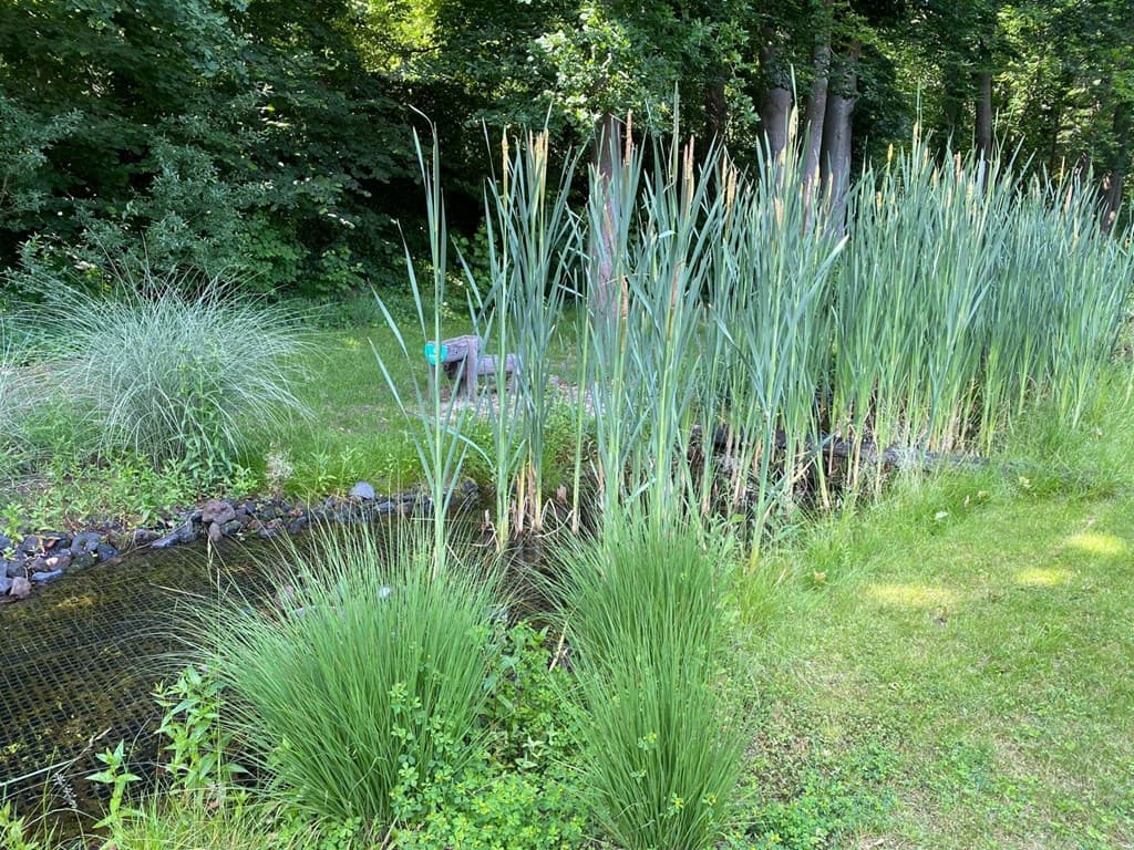 Groene oever met riet en gras langs een vijver in een rustige natuurrijke omgeving met bomen op de achtergrond