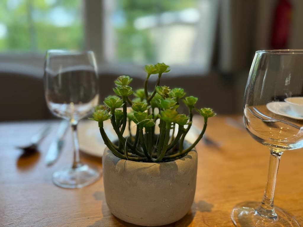 Groene succulent in een betonnen pot op een houten tafel, met glazen en borden op de achtergrond.