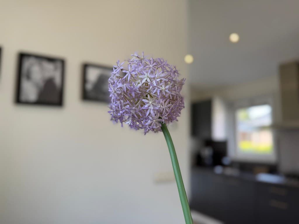 Lila bloem staat op de voorgrond met een moderne keuken en zwarte kasten op de achtergrond zichtbaar