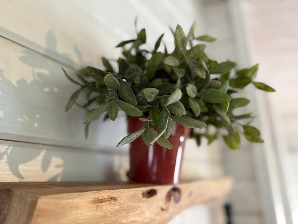 Groene plant in een rode pot op een houten plank aan de wand