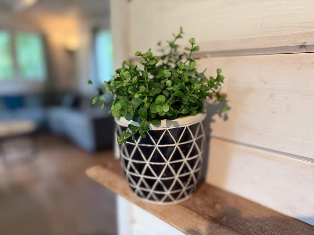 Plant in een decoratieve pot op een houten plank, met een zicht op een woonkamer met een bank en ramen op de achtergrond