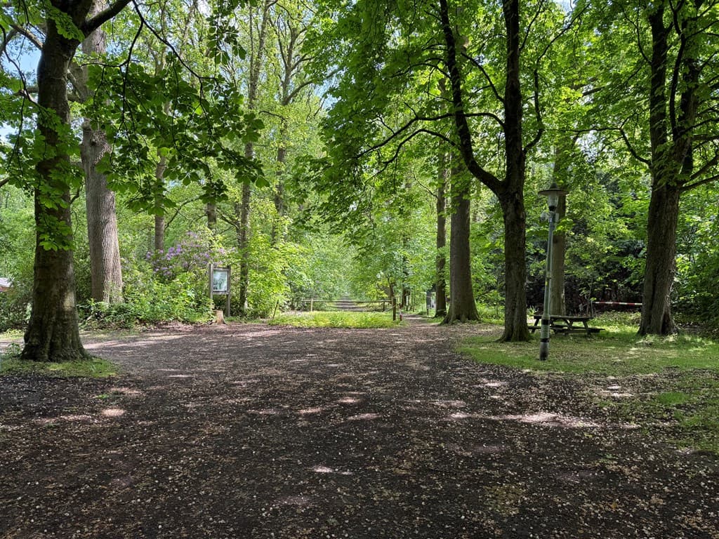 Een afgelegen pad omringd door groene bomen en struiken, met zachte ondergrond en lichtinval door het loof.