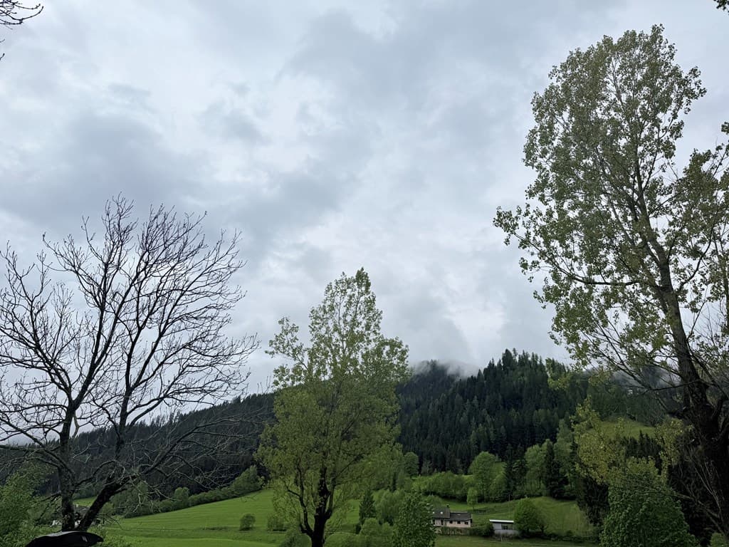 Uitzicht op groene heuvels en bossen onder een bewolkte lucht met enkele bomen in de voorgrond
